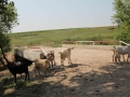 Cresterea animalelor este specifica cetatenilor harnici ai localitatii cresterea animalelor este specifica cetatenilor harnici ai localitatii